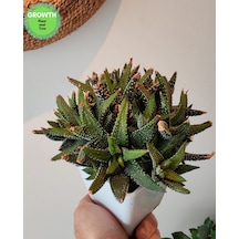Haworthia Fasciata Variegata 1 Adet