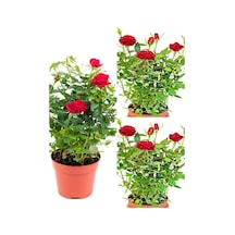 Kırmızı Yediveren Kokulun Gül Fidanı 3 Adet Saksılı Dış Mekan Bitkisi 35-60 Cm Red Rose