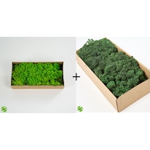 Reindeer Moss Spring Green-dark Green 2'li Set Şoklanmış Ithal Norveç Yosunu