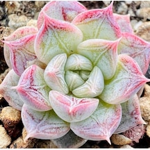 10 Adet Echeveria Shadow Succulent Tohumu