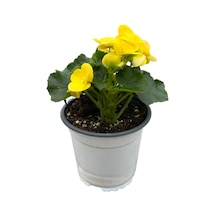 Begonia Elatior 'yellow' Katmerli Begonya