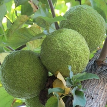 Tüplü Yalancı Portakal ayı Ağacı maclura Pomifera Fidanı