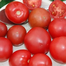 20 Adet Brandysweet Plum Domates Tohumu