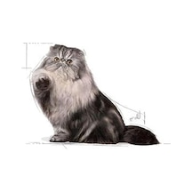 Royal Canin Persian Adult Kedi Yaş , 85 Gr 4 Paketi