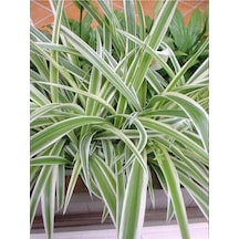 Yeşil Beyaz Kurdele Çiçeği Chlorophytum 10-20 Cm