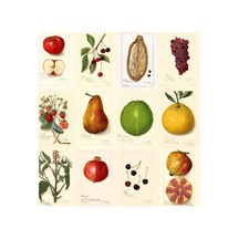 Newton-meyveler-poster Duvar Kağıdı Seti