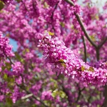 Pembe Erguvan Ağacı Tüplü 50-60cm Boy 2 Adet