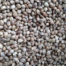 Kendir Tohumu Elenmis Tertemiz Ürün 10kg