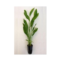 Echinodorus Argentinensis Saksı Canlı Bitki P056