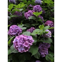 Mor Ortanca 80 100 Cm 1 Adet Sakksılı Çiçekli Bahçe Bitkisi Hydrangea Macrophylla