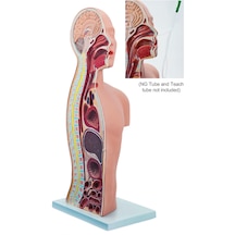 Ng Ve Trake Ostomi Eğitim Gövdesi Modeli, Gerçek Boyutlu - Nazo Gastrik Tüp Uygulama Modeli 01