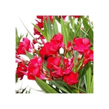 Serada Decor Plant Bodur Zakkum Çiçeği Kırmızı Saksılı