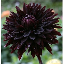 10 Adet Siyah Dahlia Çiçek Tohumu + 10 Adet Hediye K. Gül Çiçeği Tohumu