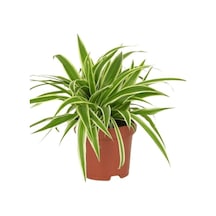 Comosum Kurdele Çiçeği Chlorophytum Comosum 10-20 Cm