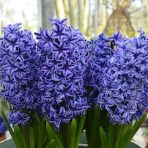 Hyacinthus Blue Jacket Sümbül Soğanı 3 Adet