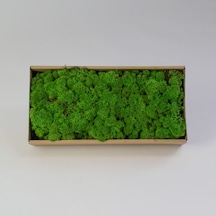 Trend Bahçe Forest Green Şoklanmış Reindermoss Teraryum Yosunu 50 G
