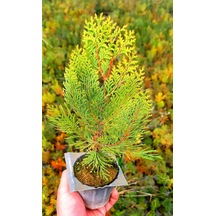 ALTUNİ MAZI FİDANI 20-30 cm - SARI ÇİT BİTKİSİ