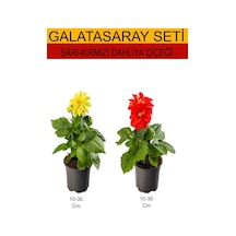 2'li Takım Seti Sarı- Kırmızı Dahliya Yıldız Çiçeği