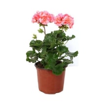 1adet Fuşya Renk Sardunya Çiçeği Fidanı 10-20 Cm