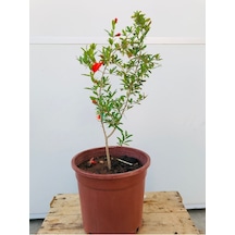Süs Narı Fidanı Saksılı 5,5 Litre Ev , Ofis Için Bonsai Cüce Süs Nar Fidanı