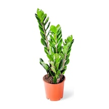 Zamia Zeze Çiçeği 3 Adet