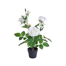 Yediveren Saksılı Beyaz Gül – 20-30cm