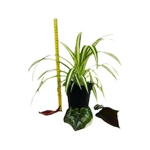 Variegatum Chlorophytum Comosum Kurdele Çiçeği 10-20 Cm