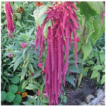 Amaranthus Caudatus 'red Garnet' Çiçek Tohumu