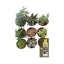 Sukulent 9'lu set + Sukulent Besini 225 ml