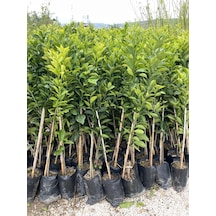Tüplü Aşılı Fukumoto Portakal Fidanı Yaş 1-2 Boy 90-110 Cm Soğ...