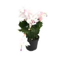 Schlumbergera 'White' (Yılbaşı Çiçeği) Ø5,5 CM Y10-15 CM