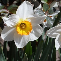 Hoş Kokulu Beautiful Eyes Nergis Soğanı 3 Adet