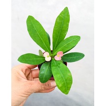 Videolu 1 Adet Mini Pembe Çiçekli Dikenler Tacı Çiçeği 5-15 Cm Saksılı Çiçekli Bodur Euphorbia Milii