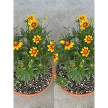 Sarı Çalı Papatyası 2 Adet Saksılı/ Tüplü 20-40 Cm Dış Mekan Bitkisi Euryops Daisy