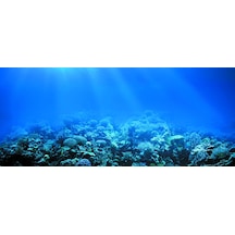 Kanki Pet 155 cm KP1556522 Akvaryum Arka Fon Yapıştırma 155x65 cm
