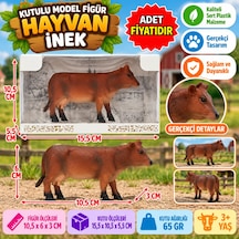Hayvan