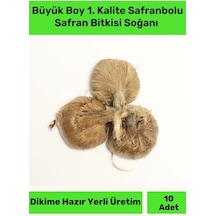 Premium Dikime Hazır Yerli Üretim Büyük Boy 1. Kalite Safranbolu Safran Bitkisi Soğanı