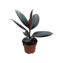 Ficus Elastica 'abidjan' Kauçuk Çiçeği Ø12 Cm Y30-35 Cm