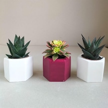 Haworthia & Haworthia Kiwi 3'lü Sukulent Seti | Kırmızı & Beyaz Seri