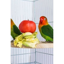 Çeyrek Daire Çivili Kuş Hamster Yemek Mama Tüneği, Uş Mama Tutucu, Doğal Ahşap Kuş Kafesi Tüneği