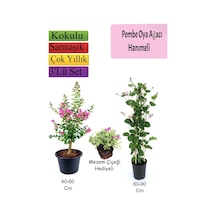 Pembe Oya Ağacı+ Hanımeli Çiçeği+ Mezem Çiçeği Hediyeli