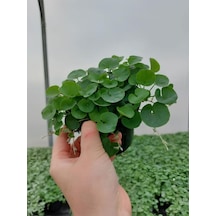 Gölge Çimi Dichondra Repens Fare Kulağı 10cm Saksılı Zemin Çiçeği