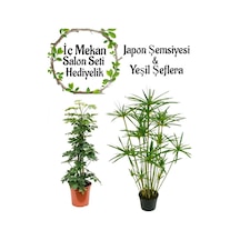 Japon Şemsiyesi 40-60 Cm 1 Adet Saksılı+yeşil Şeflera Bitkisi 40-60cm 1 Adet Saksılı
