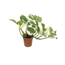 Epipremnum Aureum 'N Joy' (Salon Sarmaşığı) Ø5,5 CM Y0-10 CM