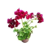 Sardunya Çiçeği Kırmızı Telgraf Çiçeği Fidanı 2 Li Set 10-20 Cm