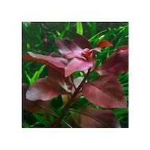 Ludwigia Repens Rubin Saksı- Canlı Bitki Standart