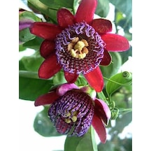 Dev Passiflora Çarkıfelek Çiçeği Tohumu 5 Tohum