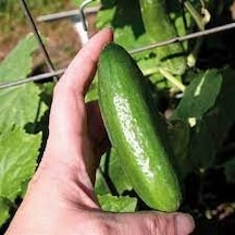 500 Adet Tohum Organik Bahçe Çengelköy Salatalık Tohumu Hobi Bahç