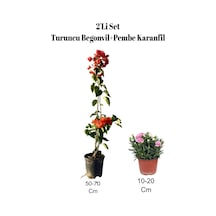 2'li Set Turuncu Begonvil+ Pembe Karanfil Çiçeği Dış Mekan Bitkisi