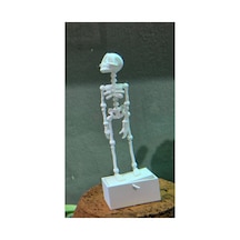 14 Cm Dans Eden İskelet Akvaryum